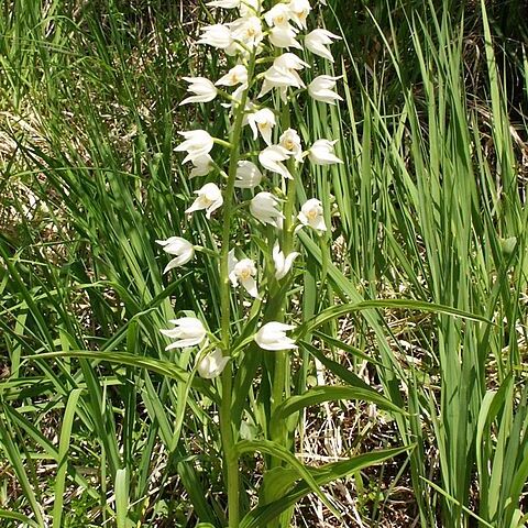 Cephalanthera unspecified picture