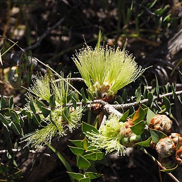 Melaleuca spectabilis unspecified picture