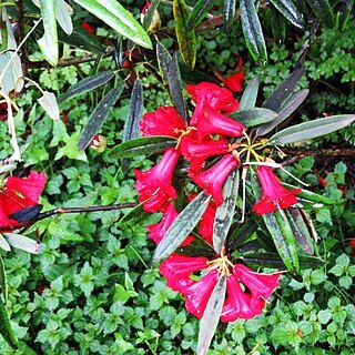 Rhododendron papillatum unspecified picture