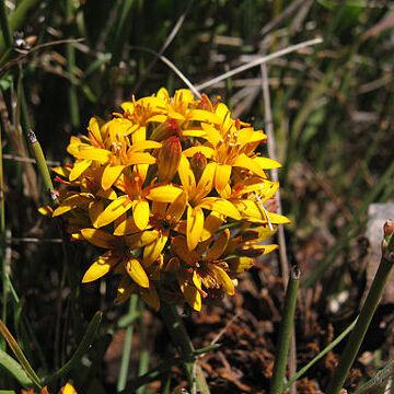 Schoepfiaceae unspecified picture