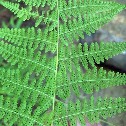 Dennstaedtia bipinnata unspecified picture