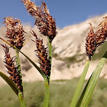 Carex scopulorum unspecified picture