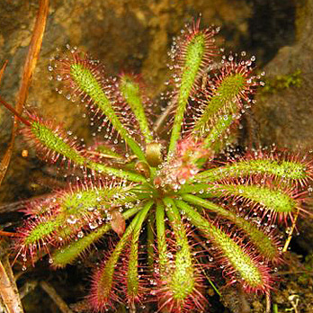 Drosera ultramafica unspecified picture