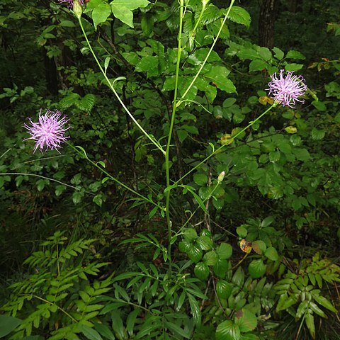 Serratula coronata subsp. insularis unspecified picture