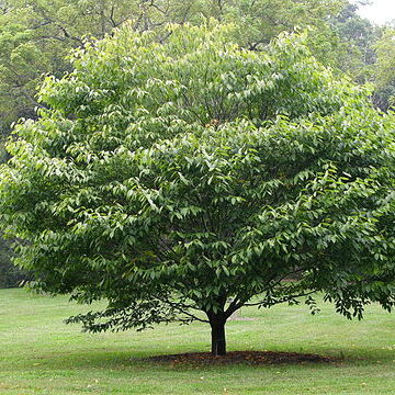 Acer carpinifolium unspecified picture