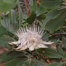 Protea angolensis unspecified picture