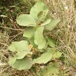 Dombeya ficulnea habit picture by S. Dufour-Kowalski (cc-by-sa)