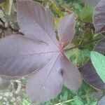 Jatropha gossypiifolia leaf picture by Ofe Ilu Odde (cc-by-sa)