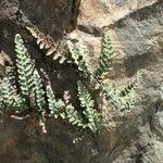 Cosentinia vellea habit picture by Sylvain Piry (cc-by-sa)