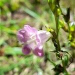 Agalinis communis (cham. & schltdl.) d'arcy flower picture by Trap Hers (cc-by-sa)