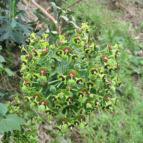 Euphorbia unspecified picture