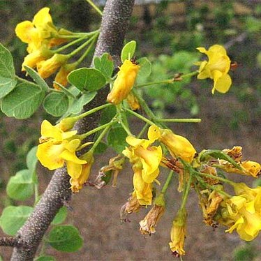 Haematoxylum unspecified picture