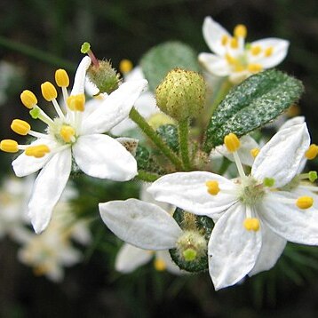 Asterolasia asteriscophora subsp. albiflora unspecified picture