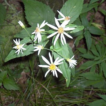 Galatella divaricata unspecified picture