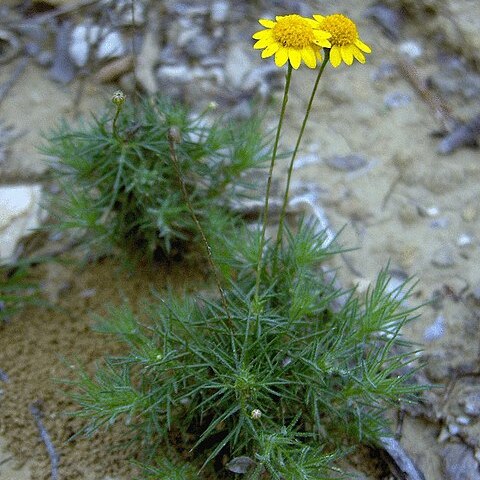 Sidneya tenuifolia unspecified picture