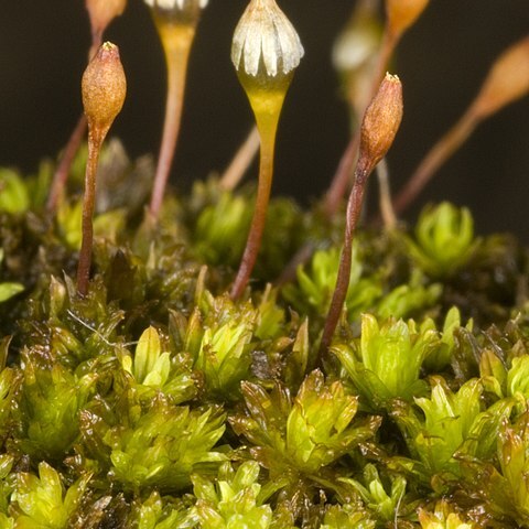 Macromitrium brevicaule unspecified picture