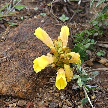 Curcuma karnatakensis unspecified picture