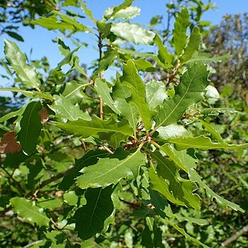 Quercus infectoria subsp. veneris unspecified picture