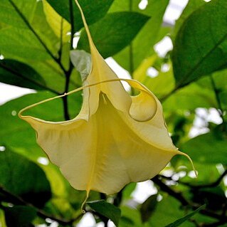 Brugmansia aurea unspecified picture