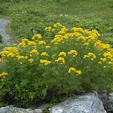 Hugueninia tanacetifolia unspecified picture