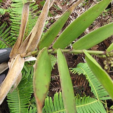 Isachne distichophylla unspecified picture