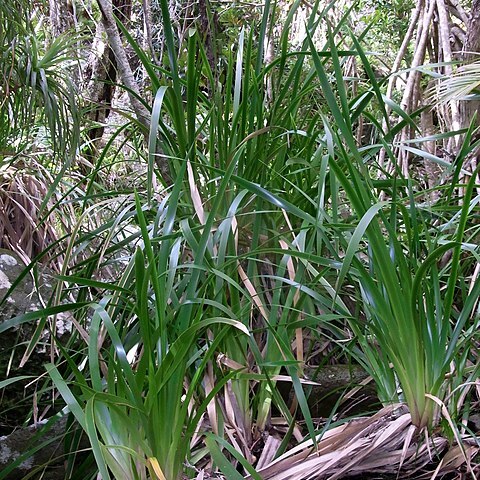 Machaerina insularis unspecified picture