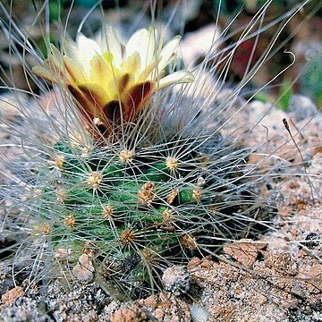 Pediocactus paradinei unspecified picture