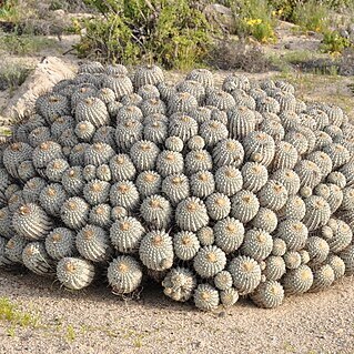 Copiapoa dealbata unspecified picture