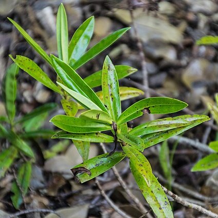 Veronica punicea unspecified picture