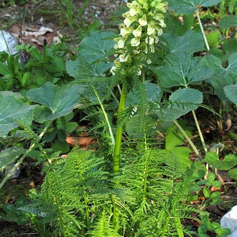 Pedicularis hoermanniana unspecified picture