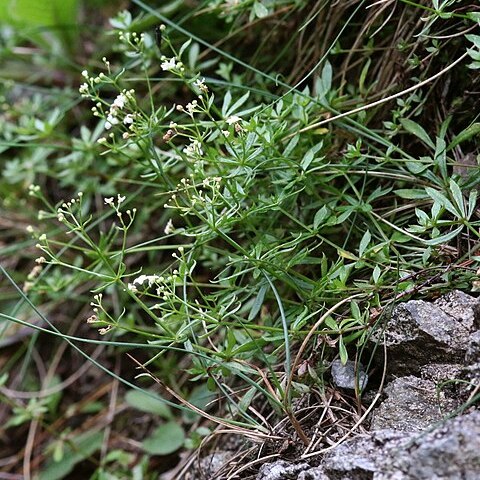 Galium sudeticum unspecified picture