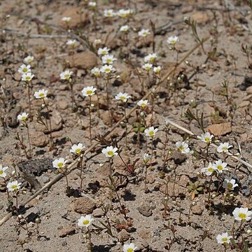 Linanthus inyoensis unspecified picture