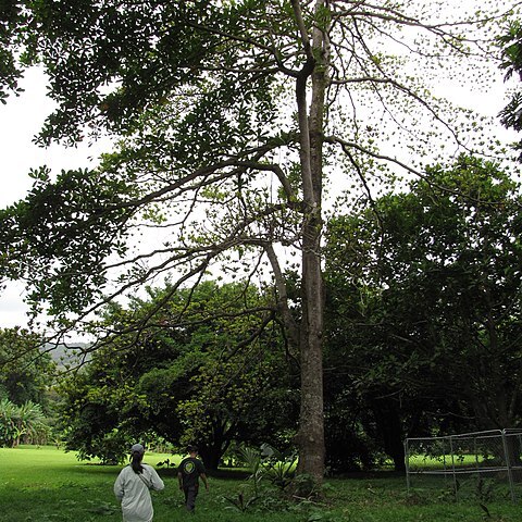 Terminalia kaernbachii unspecified picture