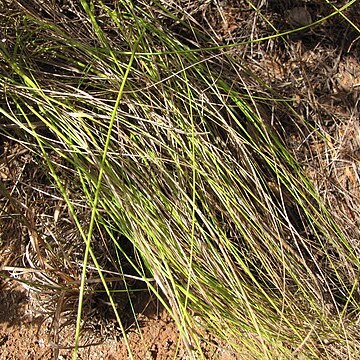 Trisetum inaequale unspecified picture