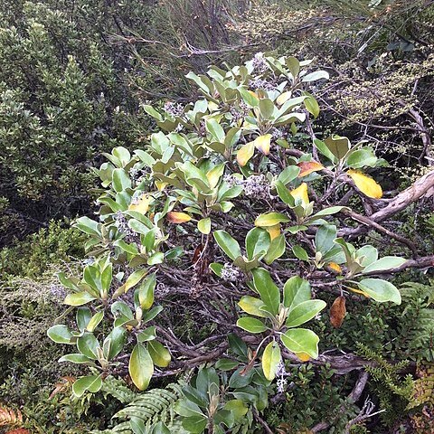 Brachyglottis rotundifolia unspecified picture