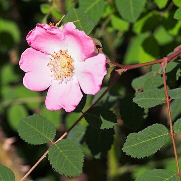 Rosa sweginzowii unspecified picture