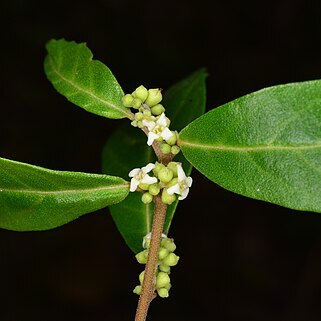 Varronia bellonis unspecified picture