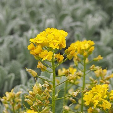 Alyssum repens unspecified picture