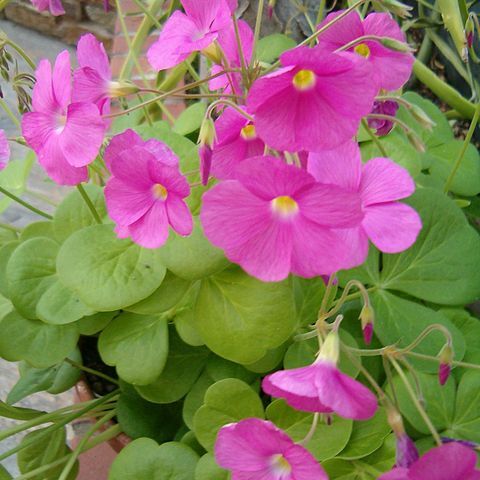 Oxalis bowiei unspecified picture