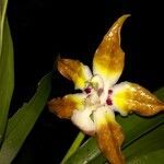 Huntleya burtii flower picture by SINAC Pérez Greivin (cc-by-sa)