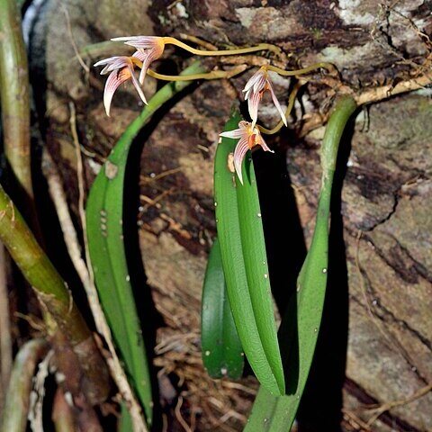 Bulbophyllum affine unspecified picture