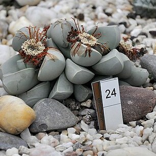 Lapidaria unspecified picture