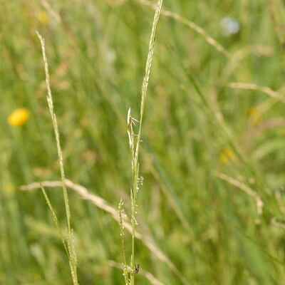 Glyceria declinata unspecified picture