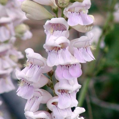 Penstemon unspecified picture