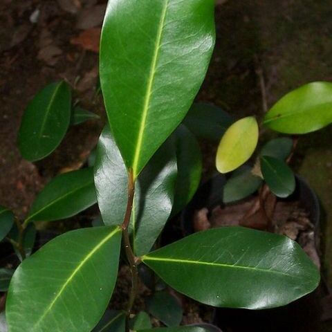 Diospyros australis unspecified picture