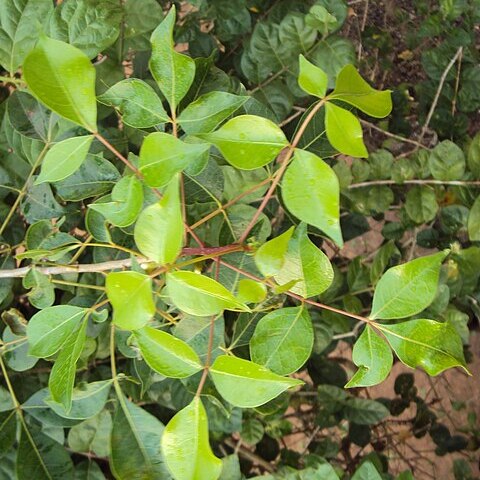 Commiphora caudata unspecified picture