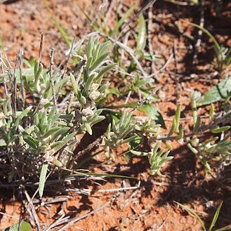 Sclerolaena diacantha unspecified picture