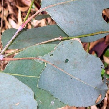 Eucalyptus blakelyi unspecified picture