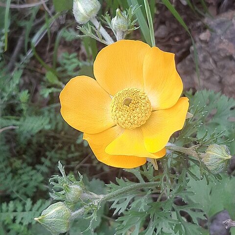 Ranunculus unspecified picture