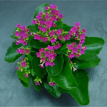 Kalanchoe unspecified picture